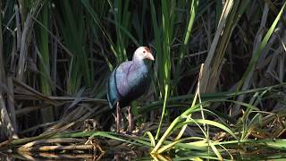 Grey headed Swamphen [upl. by Bernelle]