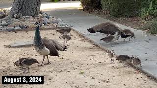 Morning with the Peachick Bunch [upl. by Anitsyrk]