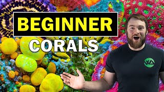 5 BEST BEGINNER CORALS [upl. by Ariek]