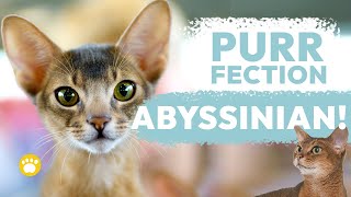 Meet the Purrfection Abyssinian Cats [upl. by Ayhdnas623]