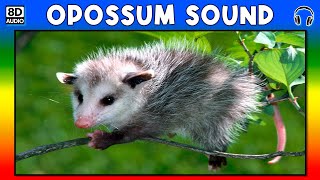 🦡 OPOSSUM SOUND  OPOSSUM SOUND EFFECT  SOUND OF OPOSSUM  NOISE OF OPOSSUM [upl. by Niela914]