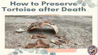 How to preserve your Tortoise after Death [upl. by Zednanref]