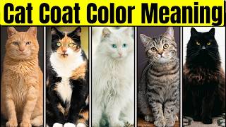 Your Cats Personality According To Its Coat Color Feline Personality and Curiosities [upl. by Aleyam]