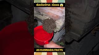 Removing Honeybees From Home  kannada facts karnataka amazing youtubeshorts trendingshorts [upl. by Yleak]