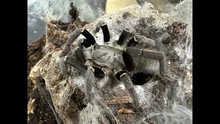 Ornithoctonus sp quotUthai Thaniquot Dancing Earth Tiger rehouse and care [upl. by Okiron]