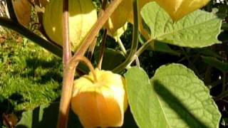 lot of Physalis Peruviana Andenbeere in my garden in Linz Austria 2010 [upl. by Ellednek184]