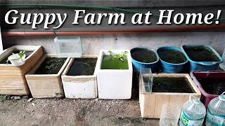 Guppy Fish Farming at Home New Setup [upl. by Casi]