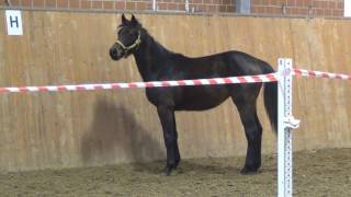 Contendro ILandor S filly  2015 for sale [upl. by Atniuqal]