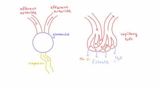 Meet the Glomerulus of the Kidney [upl. by Bridget]