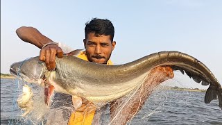 big wallago attu and katla fish hunting pond [upl. by Hafeetal125]