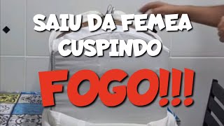 VEJA COMO O COLEIRO COBRA SAIU FIBRADO DA MEXIDA [upl. by Attevroc]