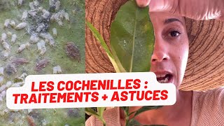 🪴Les cochenilles comment les reconnaître traitement  astuce [upl. by Nitz]