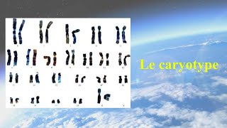 Le caryotype [upl. by Eronaele]