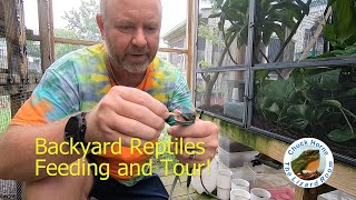 Backyard Reptiles feeding and tour 10 species30 animals [upl. by Oicaroh]