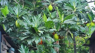 Breadfruit time ⌚ tree full [upl. by Alliuqet]