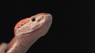 Southern Copperhead [upl. by Elgna]