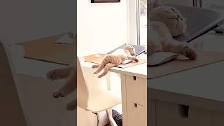 cute cat sleeping positions dog sukenpet cat [upl. by Anoyk]