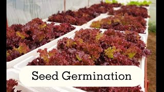 Hydroponics Lettuce  Seed Germination [upl. by Jenna443]