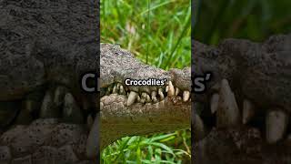 Alligator or Crocodile Whats the Difference [upl. by Adianes]