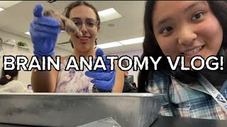 BRAIN ANATOMY VIDEO ft Kenzie [upl. by Blum]