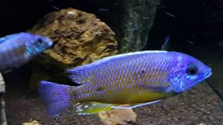 Copadichromis Borleyi Namalenje Wild juvenile 20140202 [upl. by Bilbe]