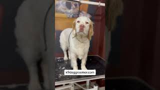 Clumber Spaniel Dog Grooming spaniel groomingdog [upl. by Deina]