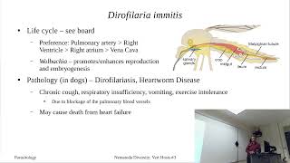 Onchocerciasis and Dirofilaria immitis [upl. by Atikkin873]