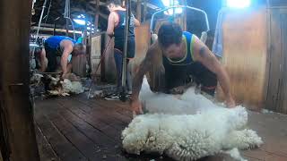 Sheep Shearing in Australia  Merino Ewes [upl. by Cirderf803]