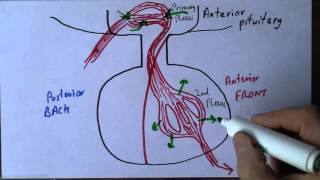 Endocrine 6 Pituirary portal system [upl. by Niliak]