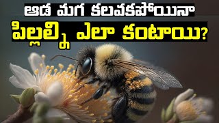 How Some Species Give Birth Without Male  Parthenogenesis Explained In Telugu [upl. by Anaed]