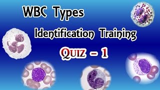 WBC Identification Training Quiz  Part 13 [upl. by Cresida]