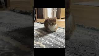 Deadass viralvideo funny information funnyanimals cats edits [upl. by Laubin444]