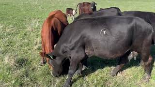 24 Angus Plus Pairs 0402  Cattle for sale [upl. by Eidarb300]