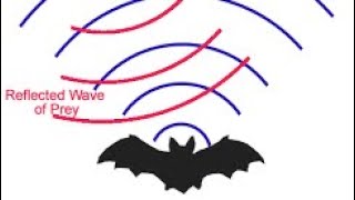 Bats echolocation School science project [upl. by Limemann]