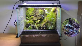 building a bioactive poison dart frog vivarium dendrobates auratus in Exo Terra 12x12x12 [upl. by Hairakcaz]