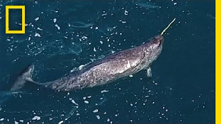 Mystery Behind Narwhals Iconic Tusks Revealed  National Geographic [upl. by Hut480]