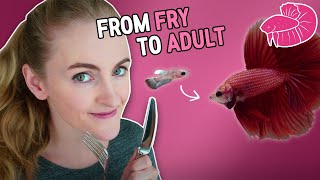 Betta Fish Food  From Fry to Adult What I Use [upl. by Nniw]