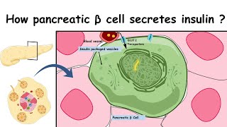 Insulin secretion molecular mechanism of insulin synthesis and secretion [upl. by Neras944]