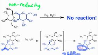 Reducing versus Nonreducing Sugars [upl. by Radburn485]