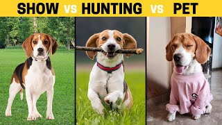 Show Beagle vs Hunting Beagle vs Pet Beagle  How Theyre Different [upl. by Ystap]