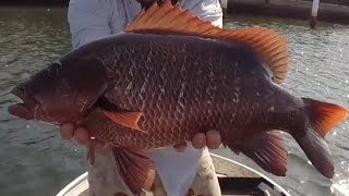 BIG Mangrove Jack Fishing Gold Coast Sunshine Coast [upl. by Celestyn]