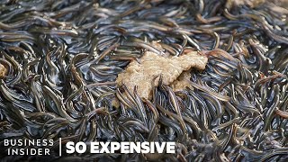 Why Japanese Eel Is So Expensive  So Expensive [upl. by Eenwahs483]