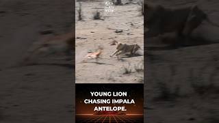 Young Lions HeartPounding Chase of Impala Antelope [upl. by Klecka919]