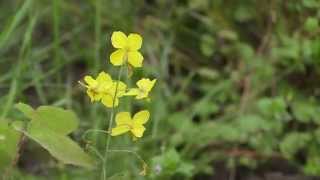 Epimedium pinnatum  Elfenblume Barrenwort [upl. by Eixel956]