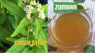 How to make zumbani herbal cough syrup  Lippia Javanica  Lemon Bush umsuzwane [upl. by Vallonia]