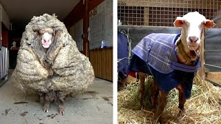 Overgrown Sheep Gets 70 Pounds of Wool Sheared Off [upl. by Nollat]