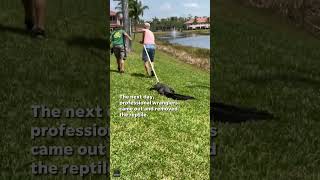 Gator pays late night visit to Florida neighborhood Shorts [upl. by Atteuqal]