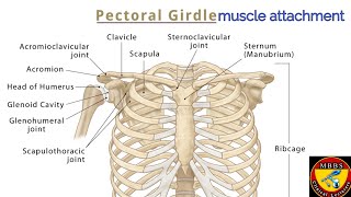 Pectoral Girdle Muscles Attachment [upl. by Eahcim138]