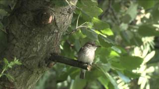 Spotted Flycatcher [upl. by Fenelia269]