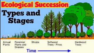 Ecological Succession  Primary and Secondary succession  Stages of Xerosere Hindi urdu [upl. by Fritzie]